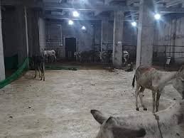 Islamabad Donkey Meat Raid