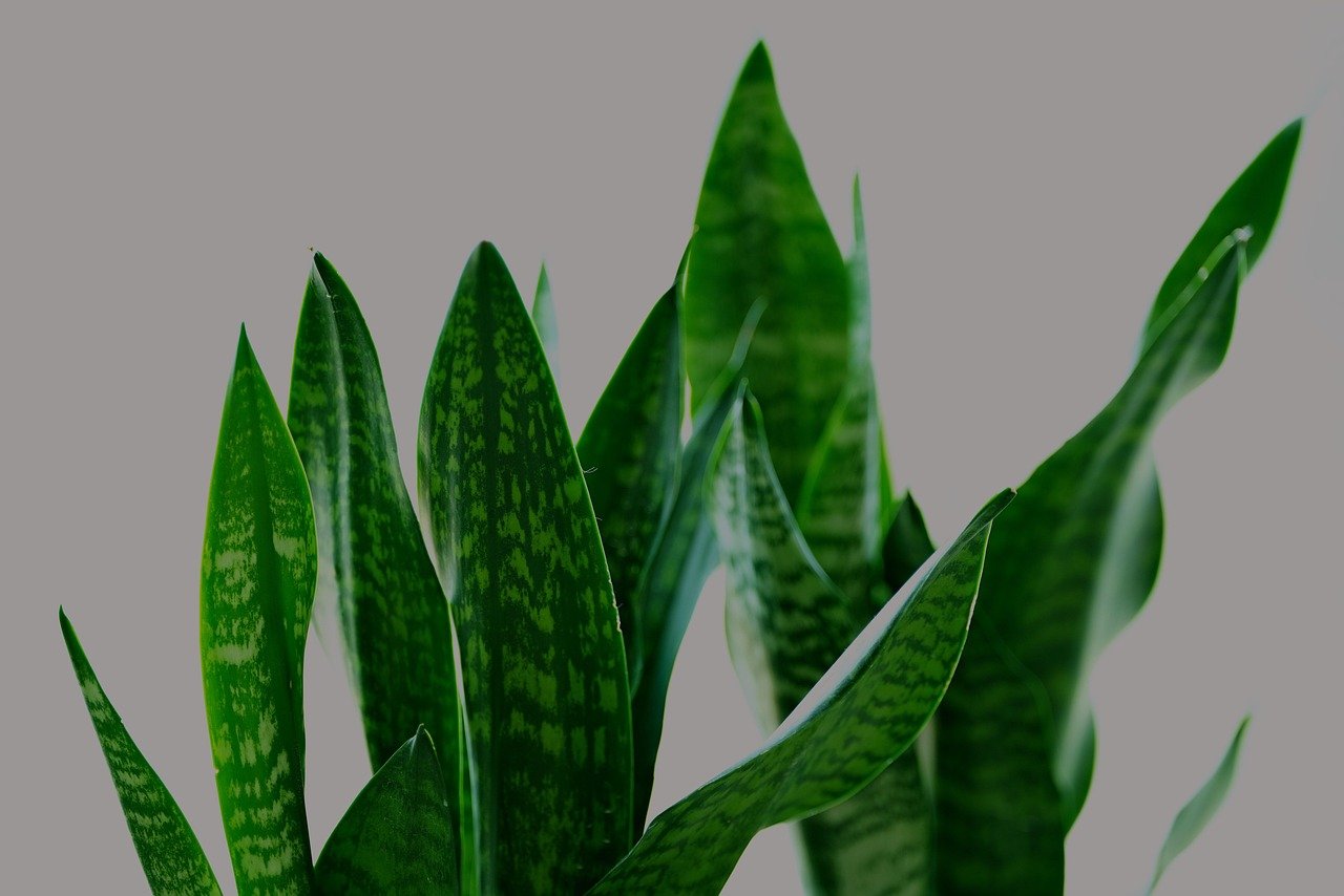 How to Grow and Care for Snake Plant