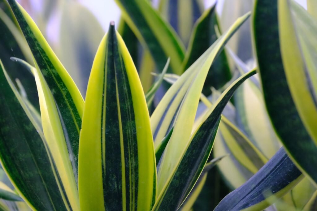 How to Grow and Care for Snake Plant